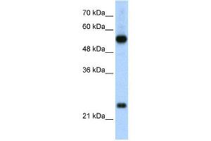 WB Suggested Anti-RPL13  Antibody Titration: 2.