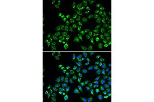 Immunofluorescence (IF) image for anti-Complement Component 1, Q Subcomponent Binding Protein (C1QBP) antibody (ABIN1871379) (C1QBP anticorps)