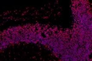 Immunofluorescent analysis of paraformaldehyde-fixed rat cerebellum using,RPAP2 (ABIN7075481) at dilution of 1: 1000