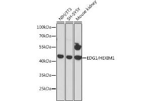 Western blot analysis of extracts of various cell lines, using EDG1/HEXIM1 antibody (ABIN6130353, ABIN6147349, ABIN6147350 and ABIN6216752) at 1:3000 dilution. (S1PR1 anticorps  (AA 303-382))