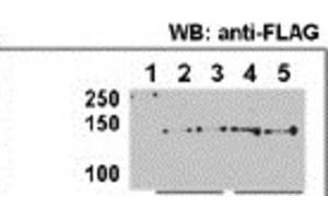 Immunoprecipitation (IP) image for anti-Histone Deacetylase 9 (HDAC9) antibody (ABIN2996012) (HDAC9 anticorps)