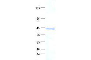 Validation with Western Blot
