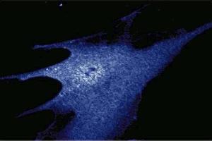 Immunofluorescence staining of WI-38 cells (Human lung fibroblasts, ATCC CCL-75).