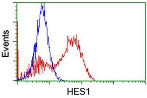 HEK293T cells transfected with either RC211709 overexpress plasmid (Red) or empty vector control plasmid (Blue) were immunostained by anti-HES1 antibody (ABIN2455320), and then analyzed by flow cytometry. (HES1 anticorps)