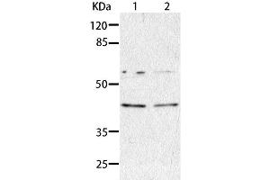 Western Blot analysis of HepG2 and A549 cell using AIMP2 Polyclonal Antibody at dilution of 1:350