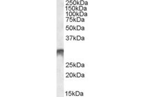ABIN361189 (1µg/ml) staining of Human Bone Marrow lysate (35µg protein in RIPA buffer).