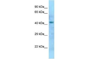 WB Suggested Anti-Dom3z Antibody Titration: 1. (DOM3Z anticorps  (N-Term))