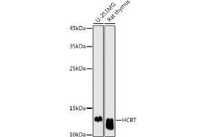 Western blot analysis of extracts of various cell lines, using HCRT antibody (ABIN6128406, ABIN6141654, ABIN6141655 and ABIN6225128) at 1:500 dilution.
