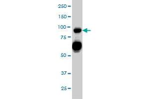 SEMA4D monoclonal antibody (M01), clone 3B4 Western Blot analysis of SEMA4D expression in HL-60 .