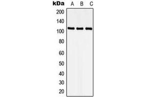 Western blot analysis of CDKL5 expression in HEK293T (A), Raw264.