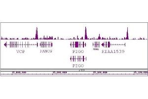 BRD8 / SMAP2 antibody (pAb) tested by ChIP-Seq.