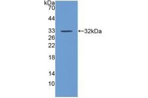 Detection of Recombinant DAF, Human using Polyclonal Antibody to Cluster Of Differentiation 55 (CD55) (CD55 anticorps  (AA 35-285))
