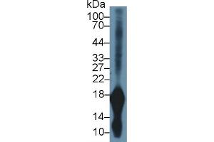 Western Blot; Sample: Rat Stomach lysate; Primary Ab: 1µg/ml Rabbit Anti-Mouse GKN1 Antibody Second Ab: 0. (Gastrokine 1 anticorps  (AA 53-192))