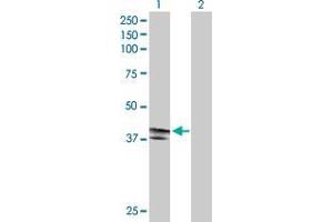 Lane 1: EDA2R transfected lysate ( 32.
