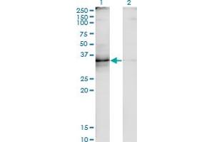 Western Blot analysis of TNFSF8 expression in transfected 293T cell line by TNFSF8 monoclonal antibody (M01A), clone 2E11. (TNFSF8 anticorps  (AA 153-234))