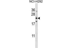 Western Blotting (WB) image for anti-Folate Receptor 3 (Gamma) (FOLR3) antibody (ABIN2997435)