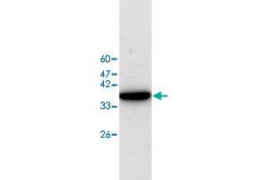 Western blot analysis of HEK293 whole cell lystae with EIF5A polyclonal antibody  at 1:500 dilution. (EIF5A anticorps)