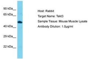 Image no. 1 for anti-Tektin 3 (TEKT3) (AA 111-160) antibody (ABIN6750393) (Tektin 3 anticorps  (AA 111-160))