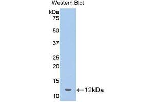 Detection of Recombinant PHB, Human using Polyclonal Antibody to Prohibitin (PHB) (Prohibitin anticorps  (AA 177-272))
