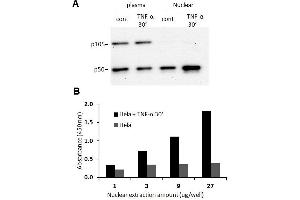 Transcription factor activity assay of NF-κB p50 from nuclear extracts of HeLa cells or HeLa cells treated with TNF-α.