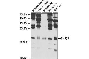 Western blot analysis of extracts of various cell lines, using THRSP antibody (ABIN6129590, ABIN6149129, ABIN6149130 and ABIN6223067) at 1:1000 dilution. (THRSP anticorps  (AA 1-146))