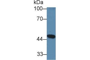 Western Blot; Sample: Mouse Heart lysate; Primary Ab: 1µg/ml Rabbit Anti-Mouse GCDH Antibody Second Ab: 0. (GCDH anticorps  (AA 270-438))