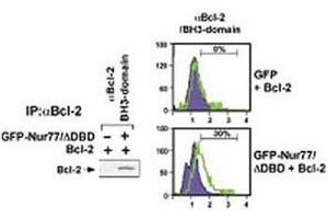 (Left) HEK293 cells transfected with a plasmid coding for a DNA-binding domain-deleted construct of Nur77 (GFP-Nur77/dDBD) by using NSJ# F42666 Bcl-2 antibody for IP and a different Bcl-2 antibody for WB.