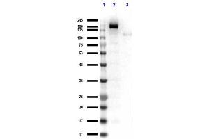 Western Blot results of Rabbit Anti-Cas 9 Antibody. (CRISPR-Cas9 (C-Term) anticorps)