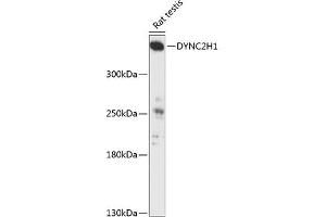 Western blot analysis of extracts of rat testis, using DYNC2H1 antibody (ABIN6132039, ABIN6139887, ABIN6139888 and ABIN6217003) at 1:3000 dilution. (DYNC2H1 anticorps  (AA 1-250))