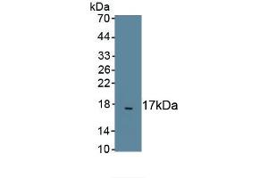 Detection of Recombinant TGFb2, Dog using Polyclonal Antibody to Transforming Growth Factor Beta 2 (TGFb2) (TGFB2 anticorps)