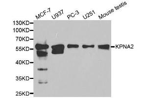 Western blot analysis of extracts of various cell lines, using KPNA2 antibody. (KPNA2 anticorps  (AA 1-290))