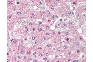 Anti-NOS1AP antibody IHC of human liver. (NOS1AP anticorps  (AA 2-14))