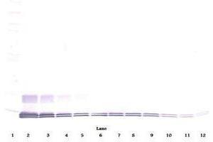 Image no. 1 for anti-Chemokine (C-C Motif) Ligand 7 (CCL7) antibody (ABIN465455)