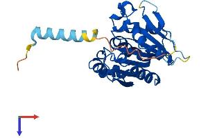 AlphaFold protein structure predicition of Mouse Recombinant Abhd14a Protein, UniprotID Q922Q6