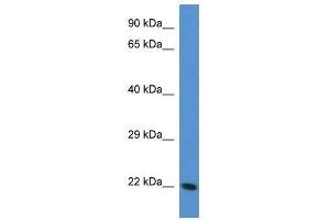 Western Blot showing Tagln3 antibody used at a concentration of 1. (Transgelin 3 anticorps  (N-Term))