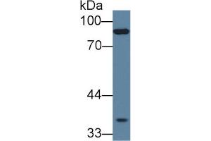 Detection of PCDHb15 in Mouse Skeletal muscle lysate using Polyclonal Antibody to Protocadherin Beta 15 (PCDHb15) (PCDHB15 anticorps  (AA 35-347))