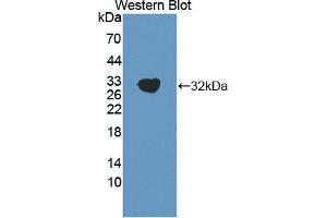 Detection of Recombinant MFAP4, Human using Polyclonal Antibody to Microfibrillar Associated Protein 4 (MFAP4) (MFAP4 anticorps  (AA 22-255))