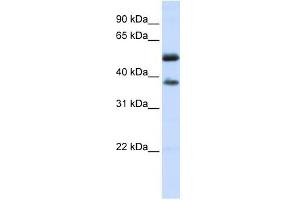 LRRC24 antibody used at 1 ug/ml to detect target protein. (LRRC24 anticorps  (N-Term))