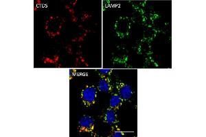 Immunofluorescence (IF) image for anti-Cathepsin D (CTSD) (C-Term) antibody (ABIN6254162) (Cathepsin D anticorps  (C-Term))