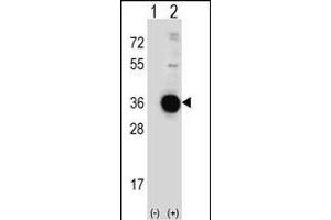Western blot analysis of DDIT4 (arrow) using rabbit polyclonal DDIT4 Antibody (C-term) (ABIN652188 and ABIN2840691).