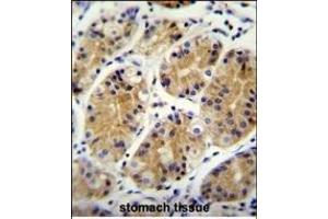 MG Antibody (C-term) (ABIN655333 and ABIN2844900) immunohistochemistry analysis in formalin fixed and paraffin embedded human stomach tissue followed by peroxidase conjugation of the secondary antibody and DAB staining. (PRR22 anticorps  (C-Term))