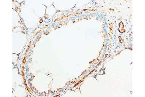 IHC-F testing of Cytochrome C antibody and rat brain tissue (Cytochrome C anticorps  (AA 91-105))