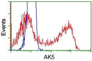HEK293T cells transfected with either RC222241 overexpress plasmid (Red) or empty vector control plasmid (Blue) were immunostained by anti-AK5 antibody (ABIN2452726), and then analyzed by flow cytometry. (Adenylate Kinase 5 anticorps)
