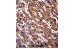 RCE1 Antibody (N-term W57) (ABIN389050 and ABIN2839259) immunohistochemistry analysis in formalin fixed and paraffin embedded human liver tissue followed by peroxidase conjugation of the secondary antibody and DAB staining. (RCE1/FACE2 anticorps  (N-Term))