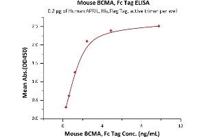 Immobilized Human APRIL, His,Flag Tag, active trimer (ABIN6972945) at 2 μg/mL (100 μL/well) can bind Mouse BCMA, Fc Tag (ABIN5674646,ABIN6253667) with a linear range of 0.