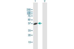 Western Blot analysis of STX7 expression in transfected 293T cell line by STX7 MaxPab polyclonal antibody. (Syntaxin 7 anticorps  (AA 1-261))
