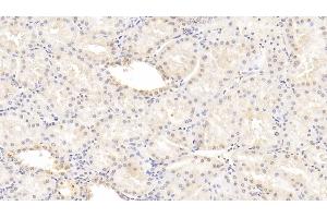 Detection of FGB in Human Kidney Tissue using Monoclonal Antibody to Fibrinogen Beta Chain (FGB) (Fibrinogen beta Chain anticorps  (AA 45-491))