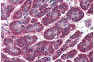 anti-Golgi SNAP Receptor Complex Member 2 (GOSR2) antibody