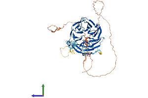AlphaFold protein structure predicition of Human Recombinant WRAP53 Protein, UniprotID Q9BUR4