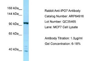Western Blotting (WB) image for anti-Importin 7 (IPO7) (C-Term) antibody (ABIN2789995) (IPO7 anticorps  (C-Term))
